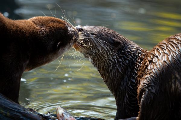 Tierpatenschaft Otter inkl. einer Tageskarte